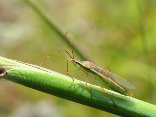 Stenocoris sp.